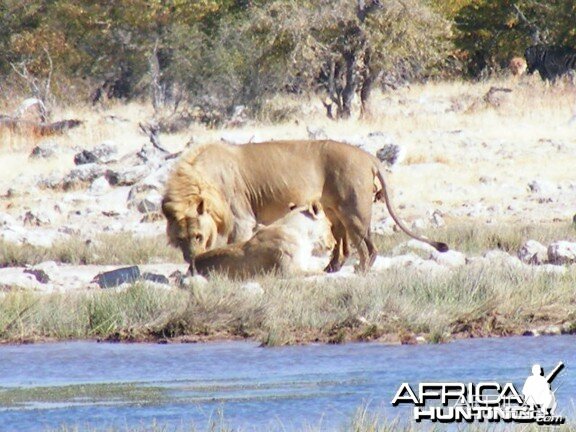 Lion at Etosha