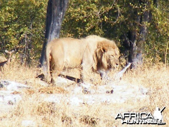 Lion at Etosha