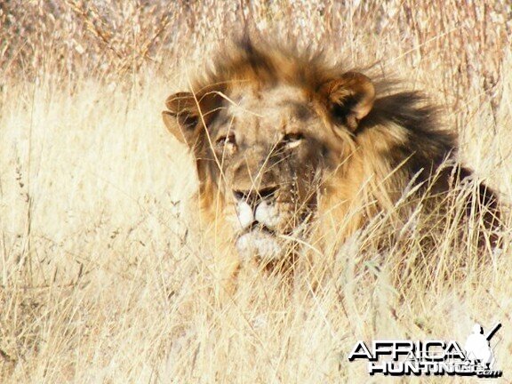 Lion at Etosha