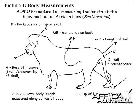 Lion Body Measurement -1