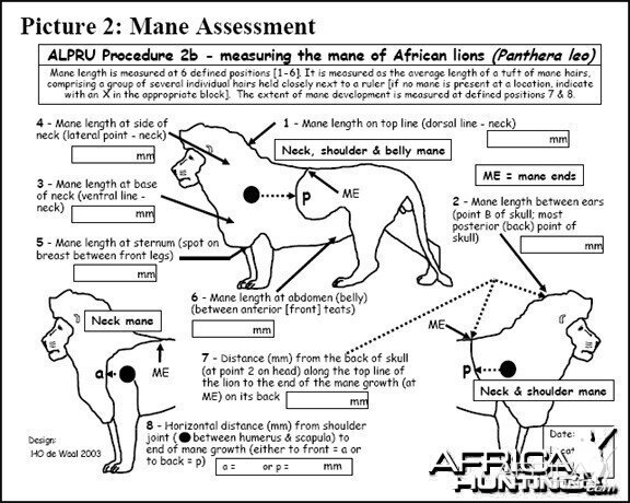 Lion Body Measurement -2