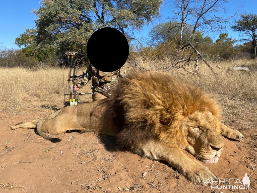 Lion Bow Hunt South Africa