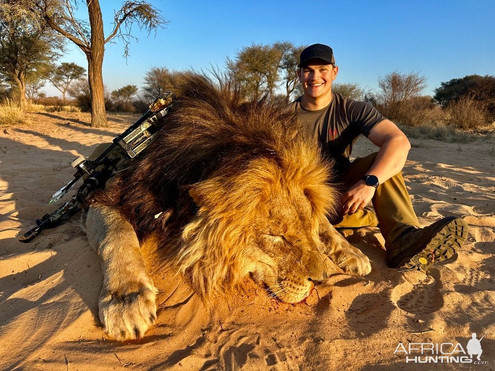 Lion Bow Hunt South Africa