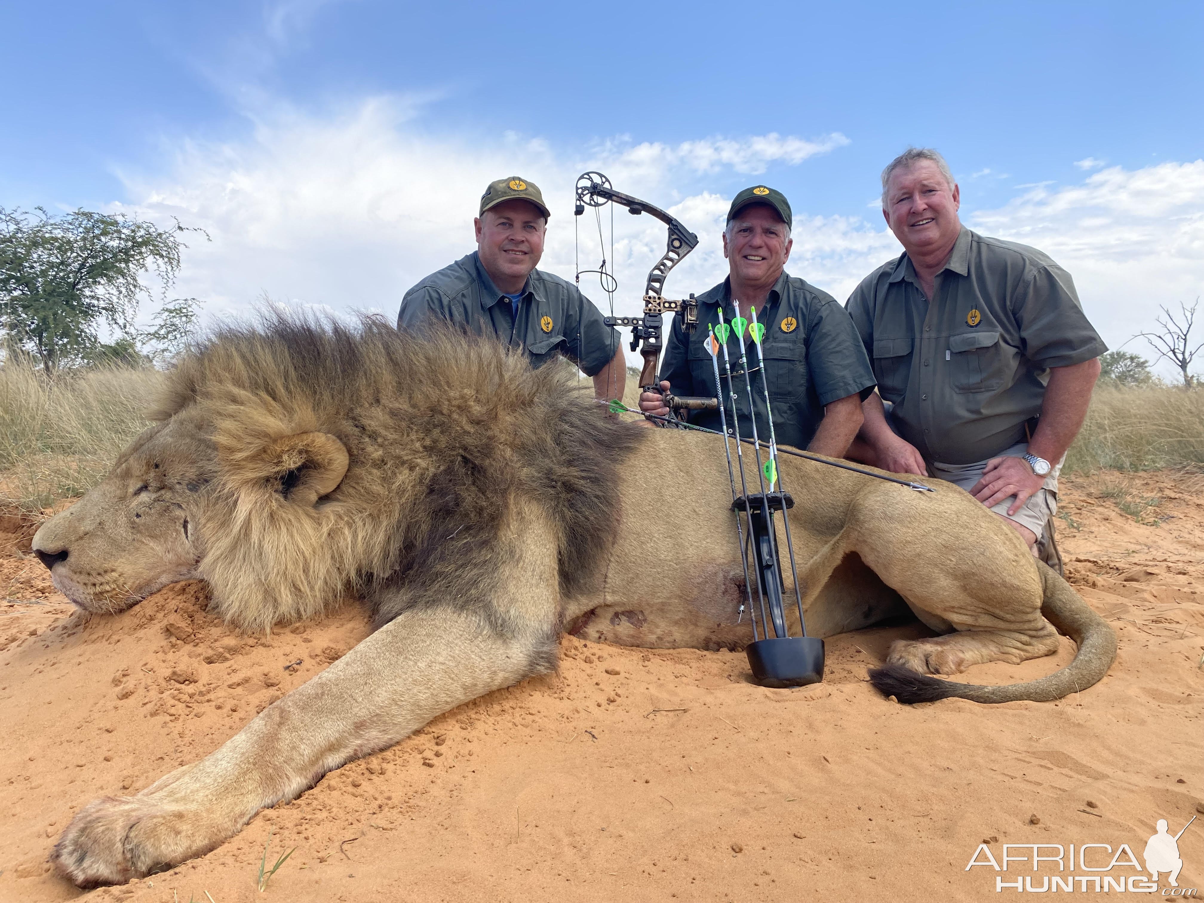 Lion Bowhunt Kalahari South Africa