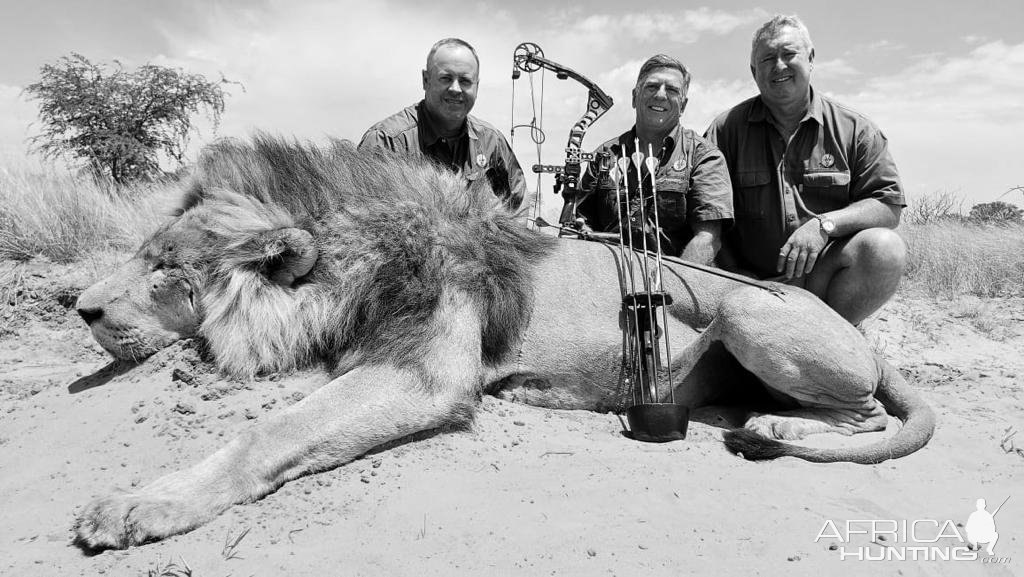 Lion Bowhunting Kalahari South Africa