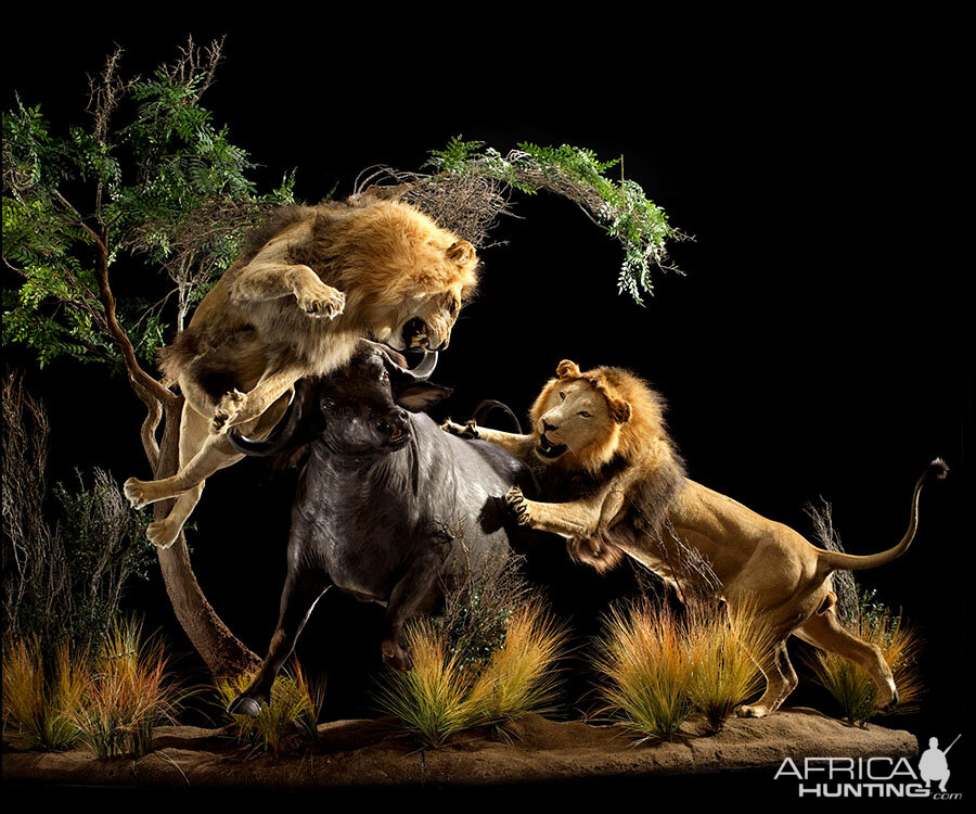 Lion & Buffalo Full Mount Taxidermy