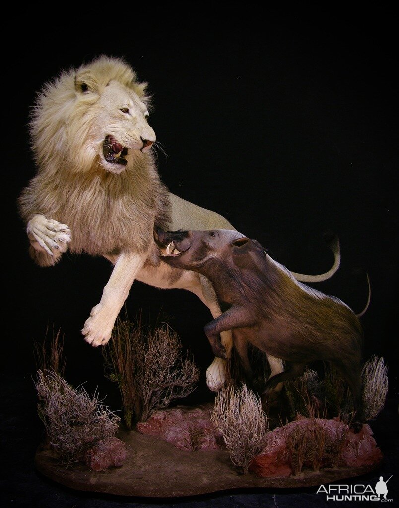 Lion & Bushpig Full Mount Taxidermy