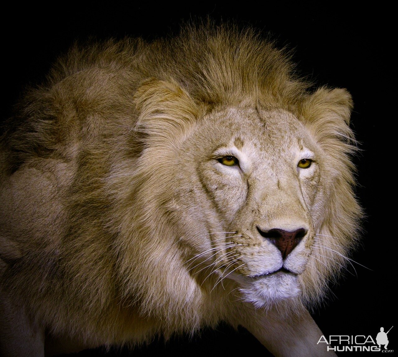 Lion By The Artistry of Wildlife