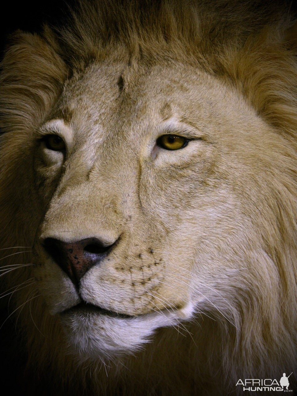 Lion By The Artistry of Wildlife