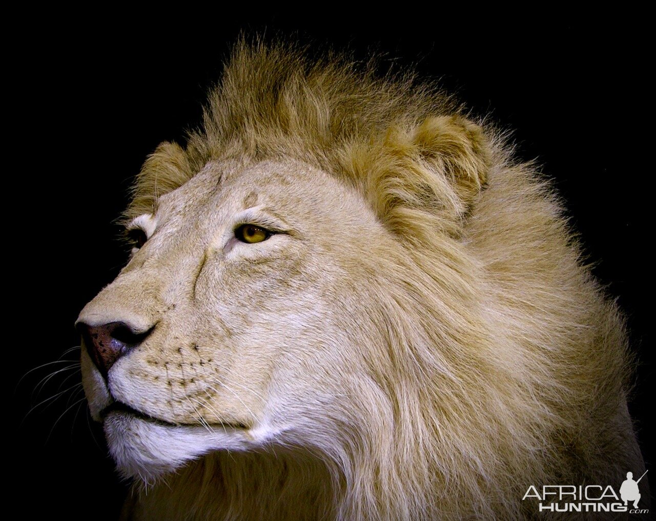 Lion By The Artistry of Wildlife