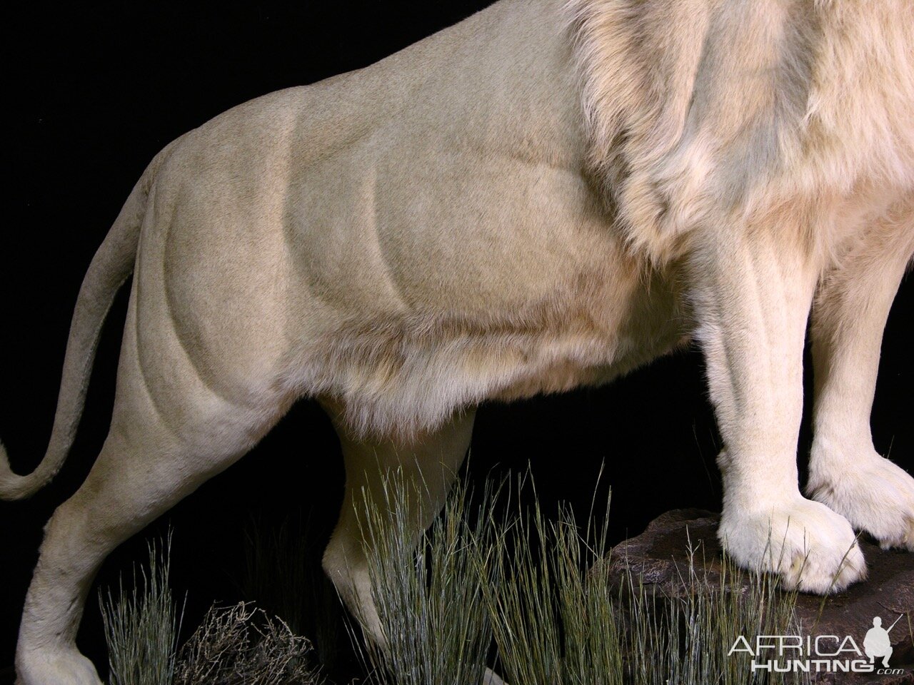 Lion by The Artistry of Wildlife