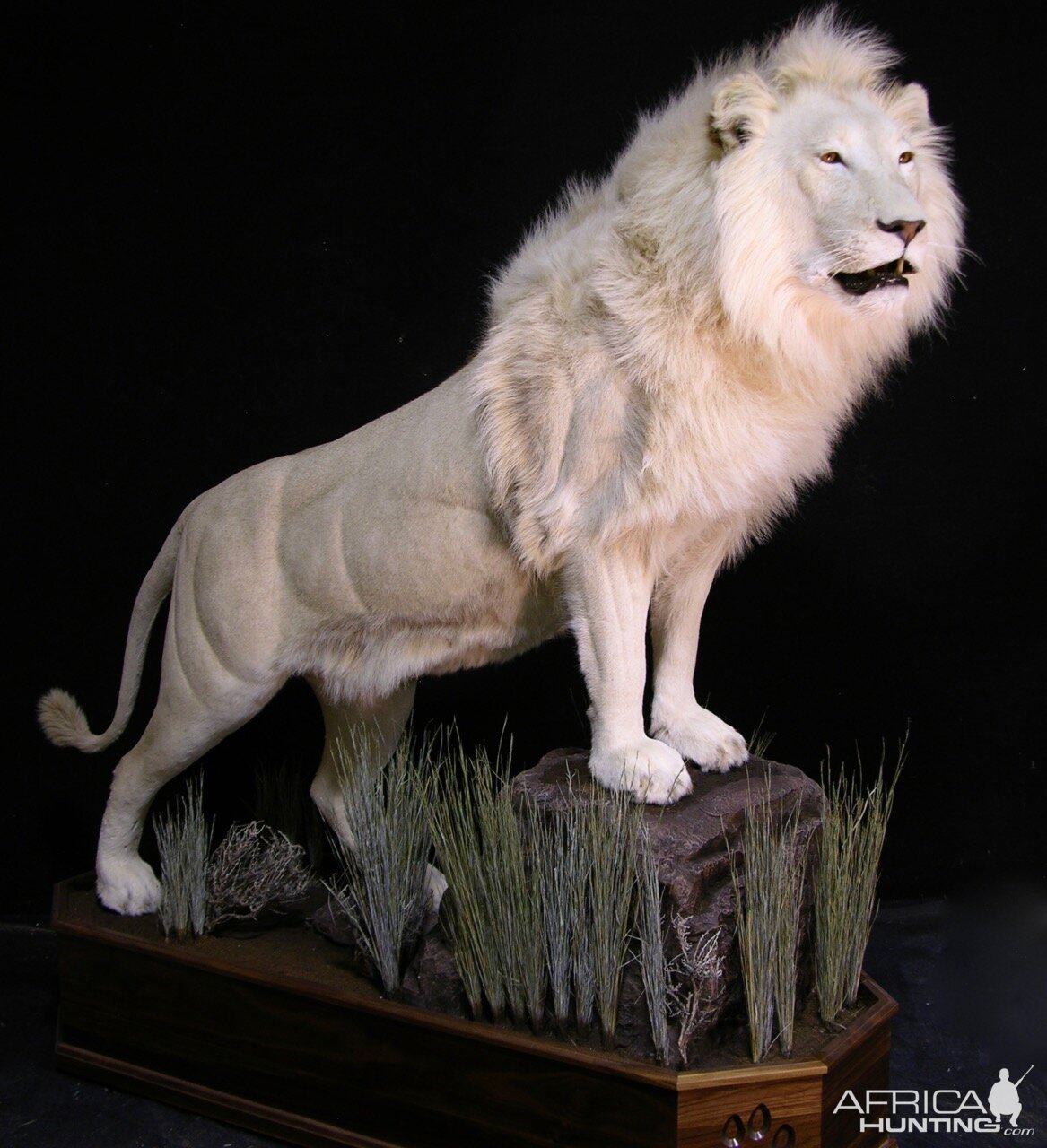 Lion by The Artistry of Wildlife