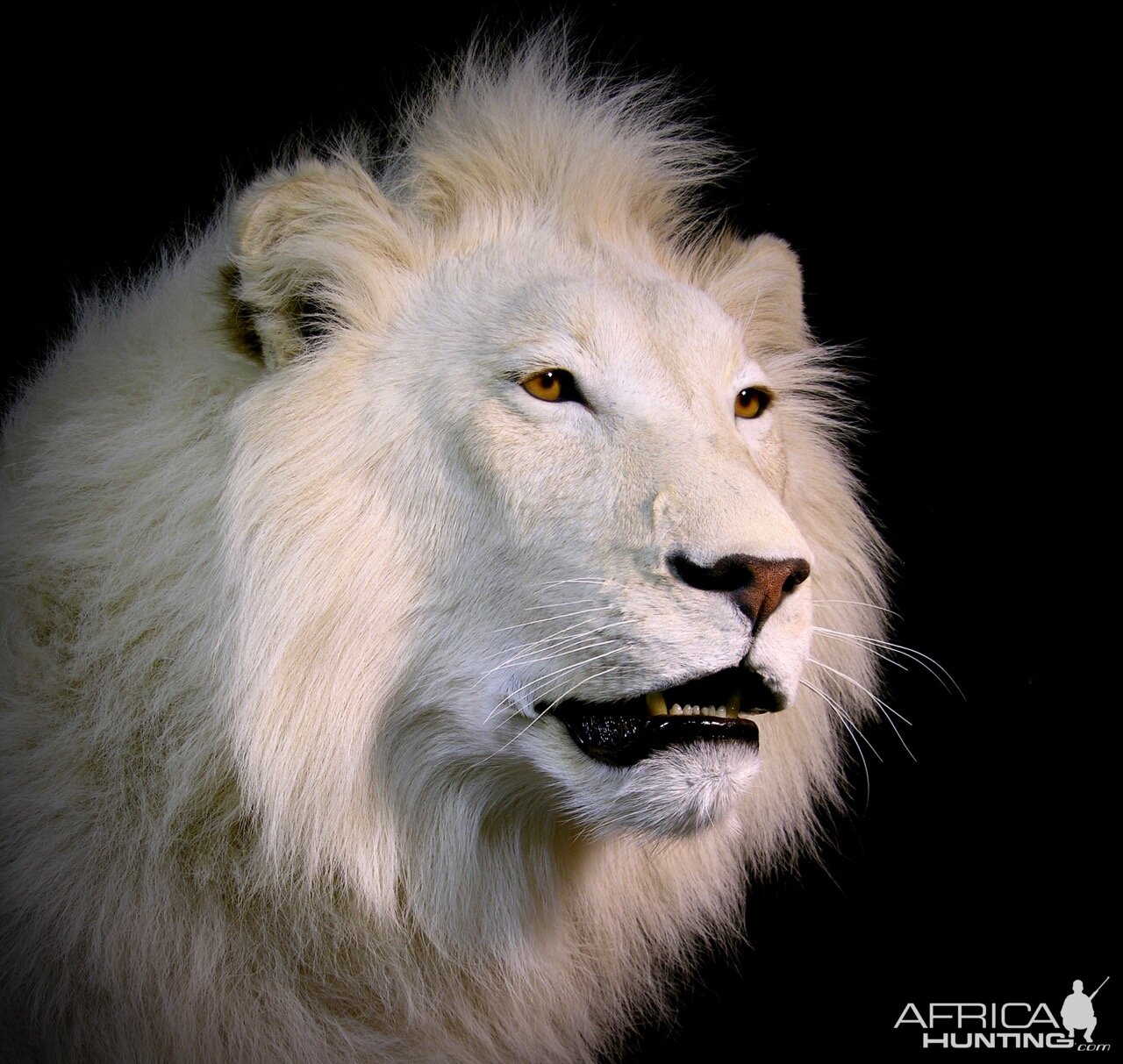 Lion by The Artistry of Wildlife