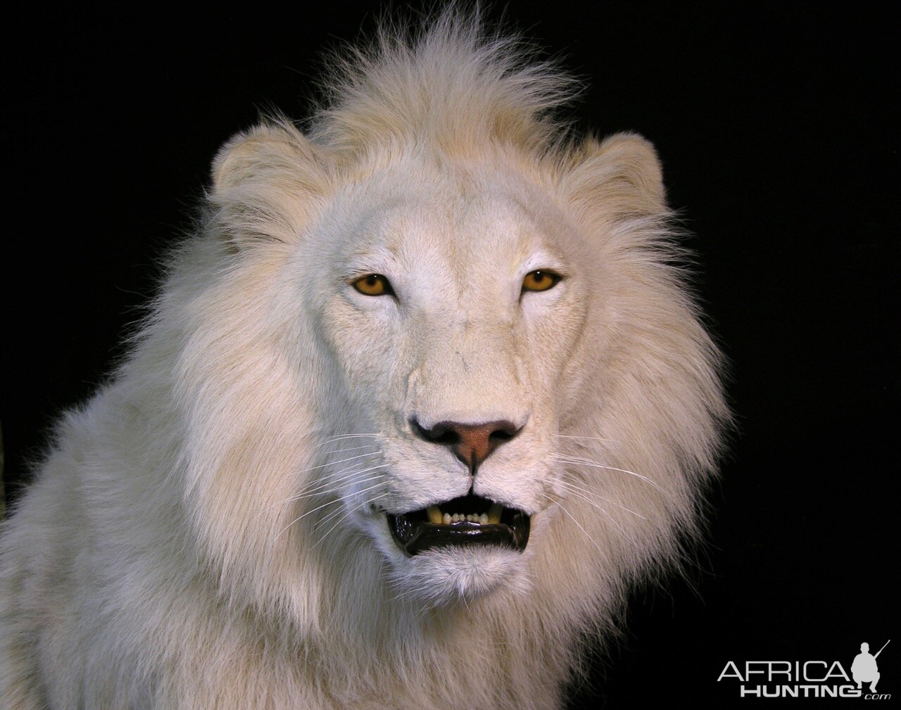 Lion by The Artistry of Wildlife