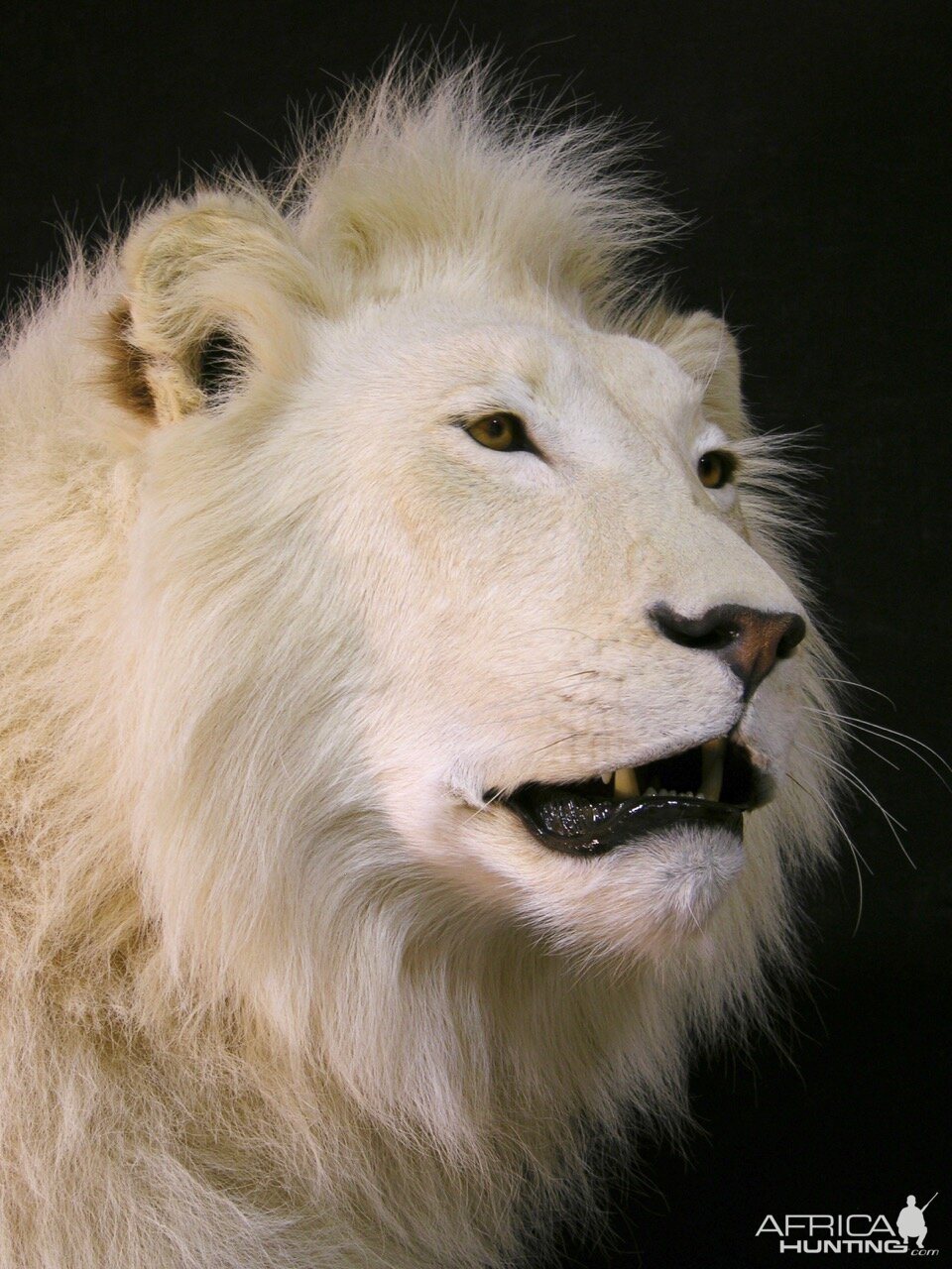 Lion by The Artistry of Wildlife