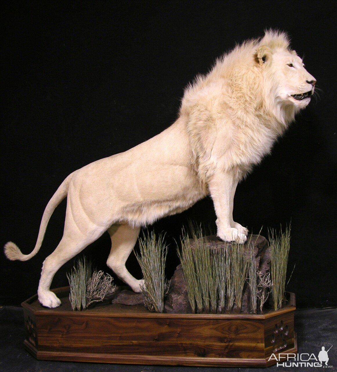 Lion by The Artistry of Wildlife