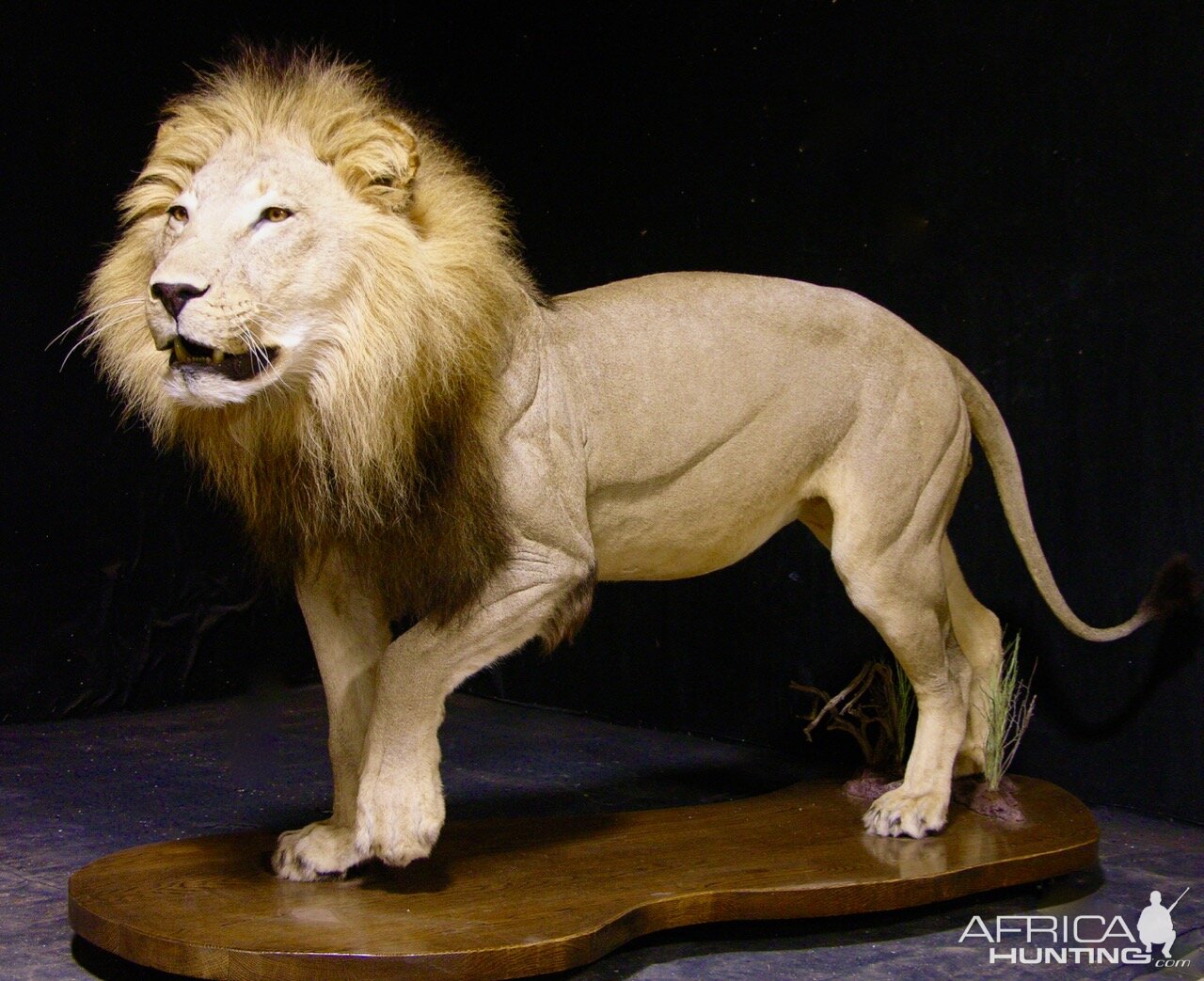 Lion by The Artistry of Wildlife