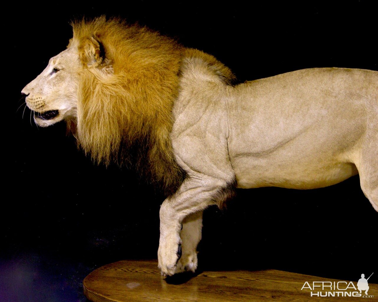 Lion by The Artistry of Wildlife