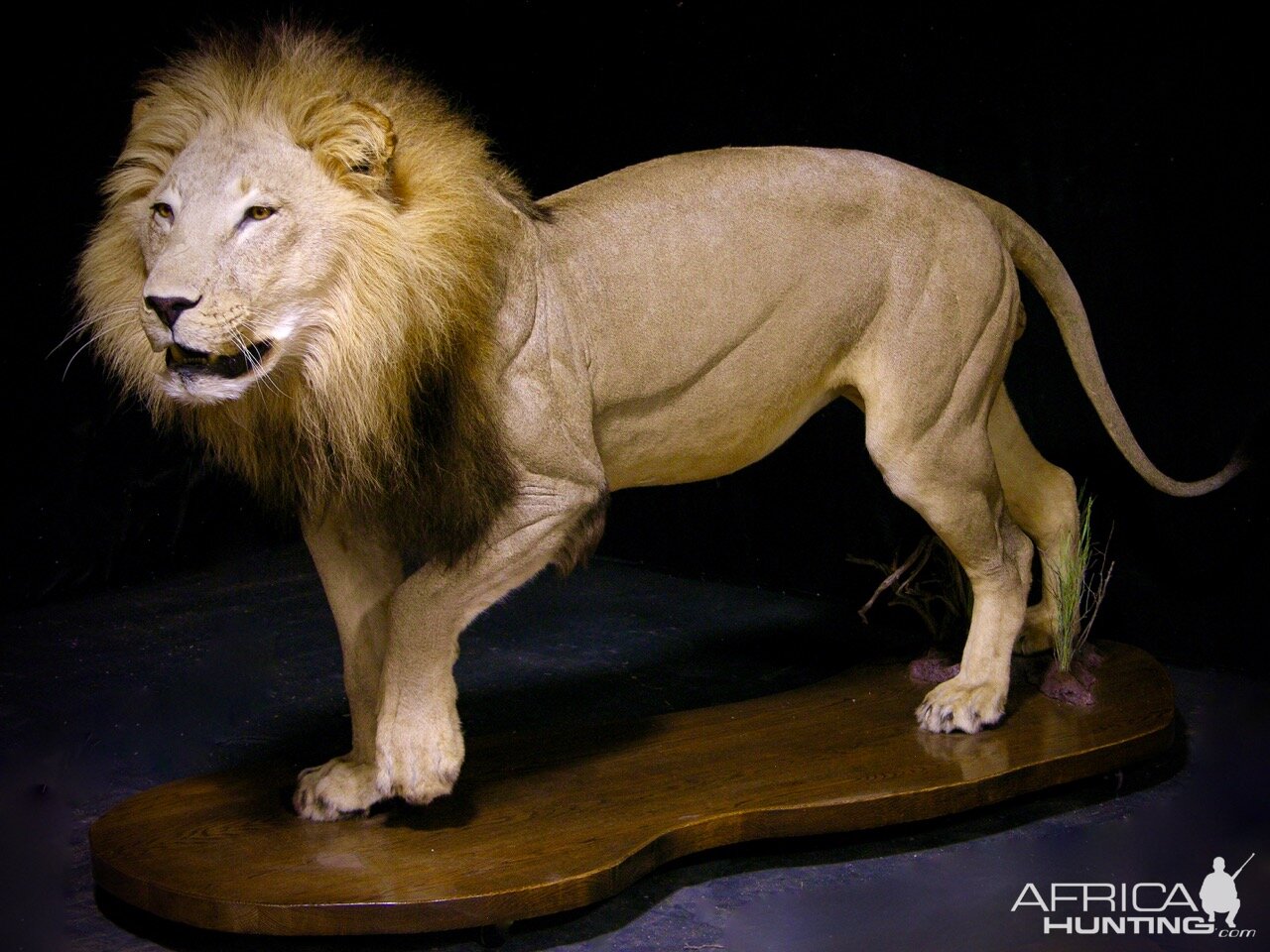 Lion by The Artistry of Wildlife