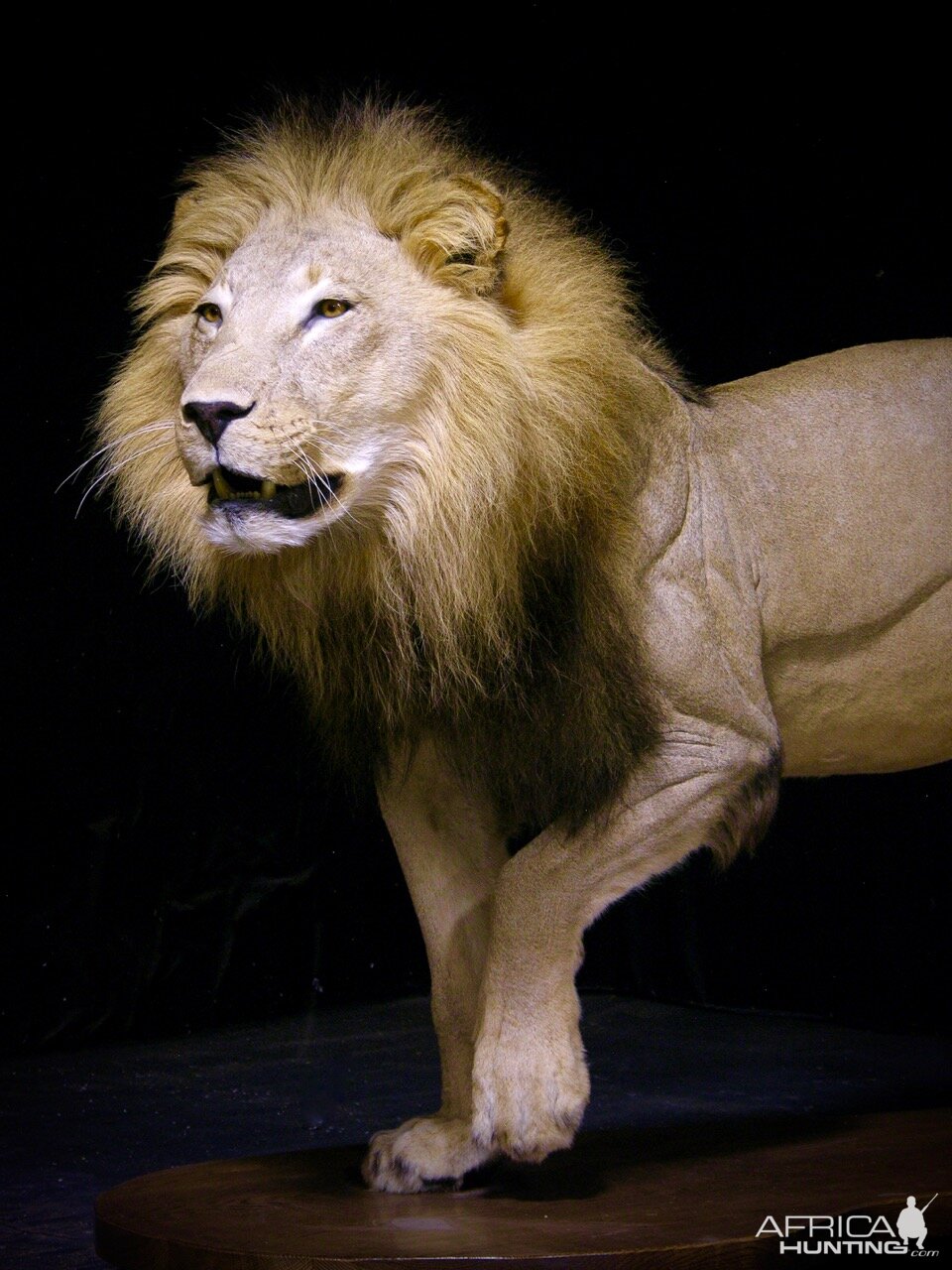 Lion by The Artistry of Wildlife