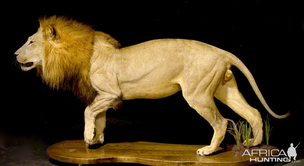 Lion by The Artistry of Wildlife