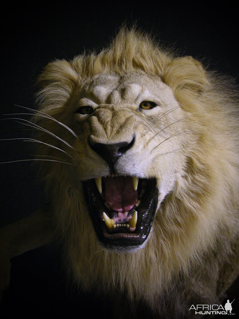 Lion Charge Full Mount Taxidermy