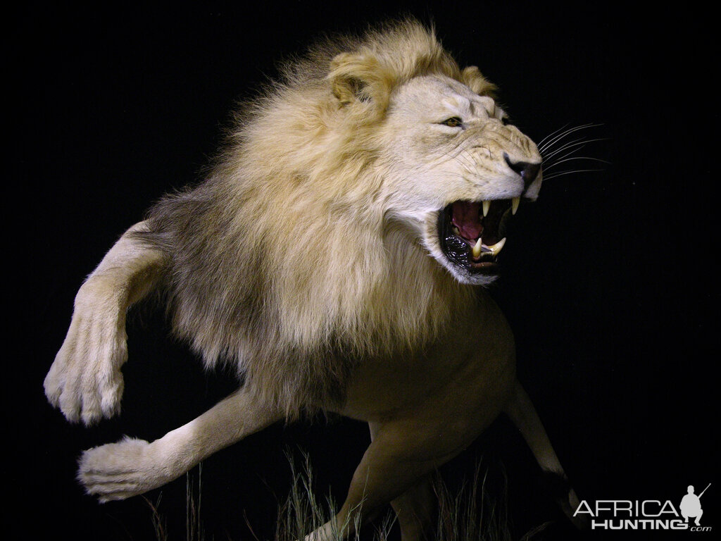 Lion Charge Full Mount Taxidermy