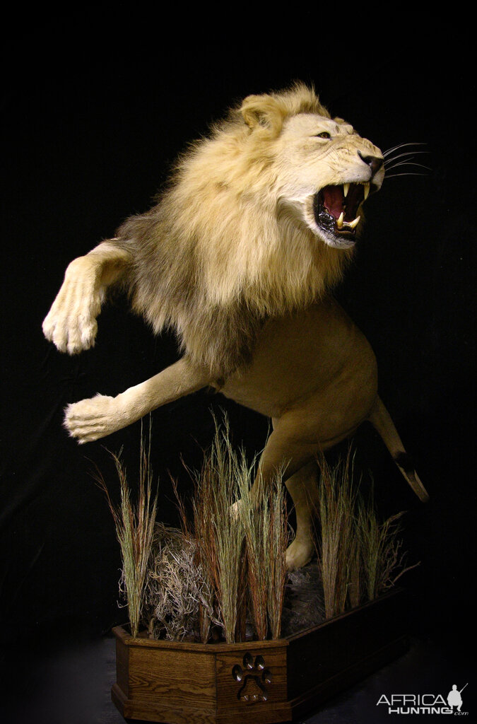 Lion Charge Full Mount Taxidermy