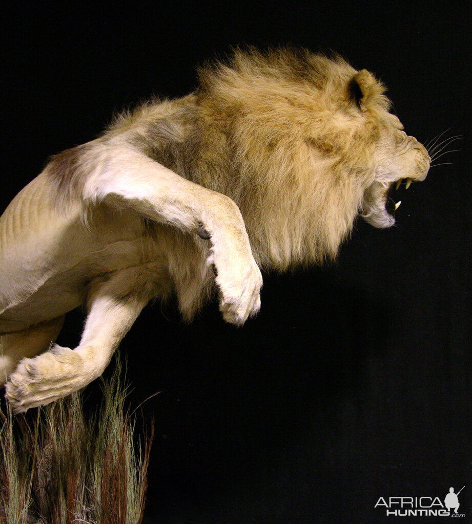 Lion Charge Full Mount Taxidermy