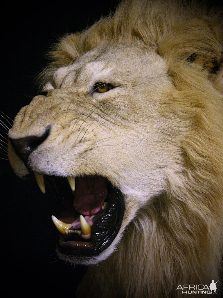 Lion Charge Full Mount Taxidermy