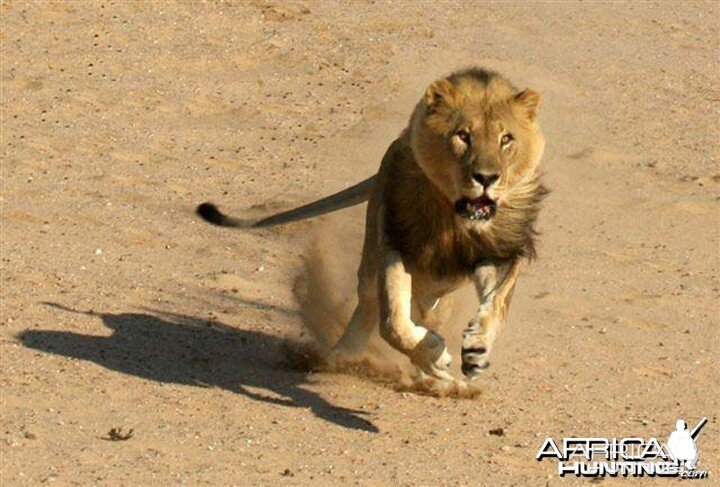 Lion charging vehicle