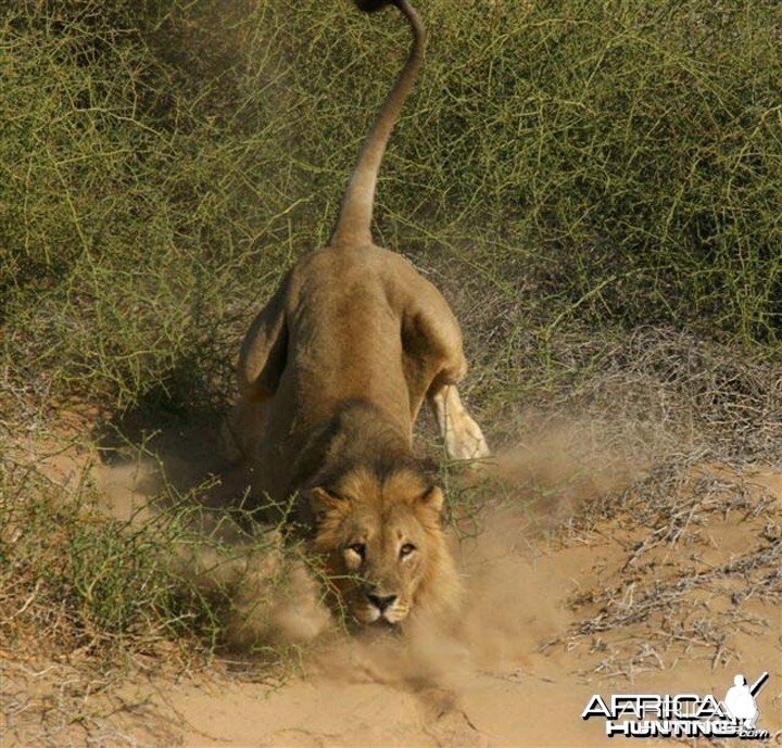 Lion charging vehicle