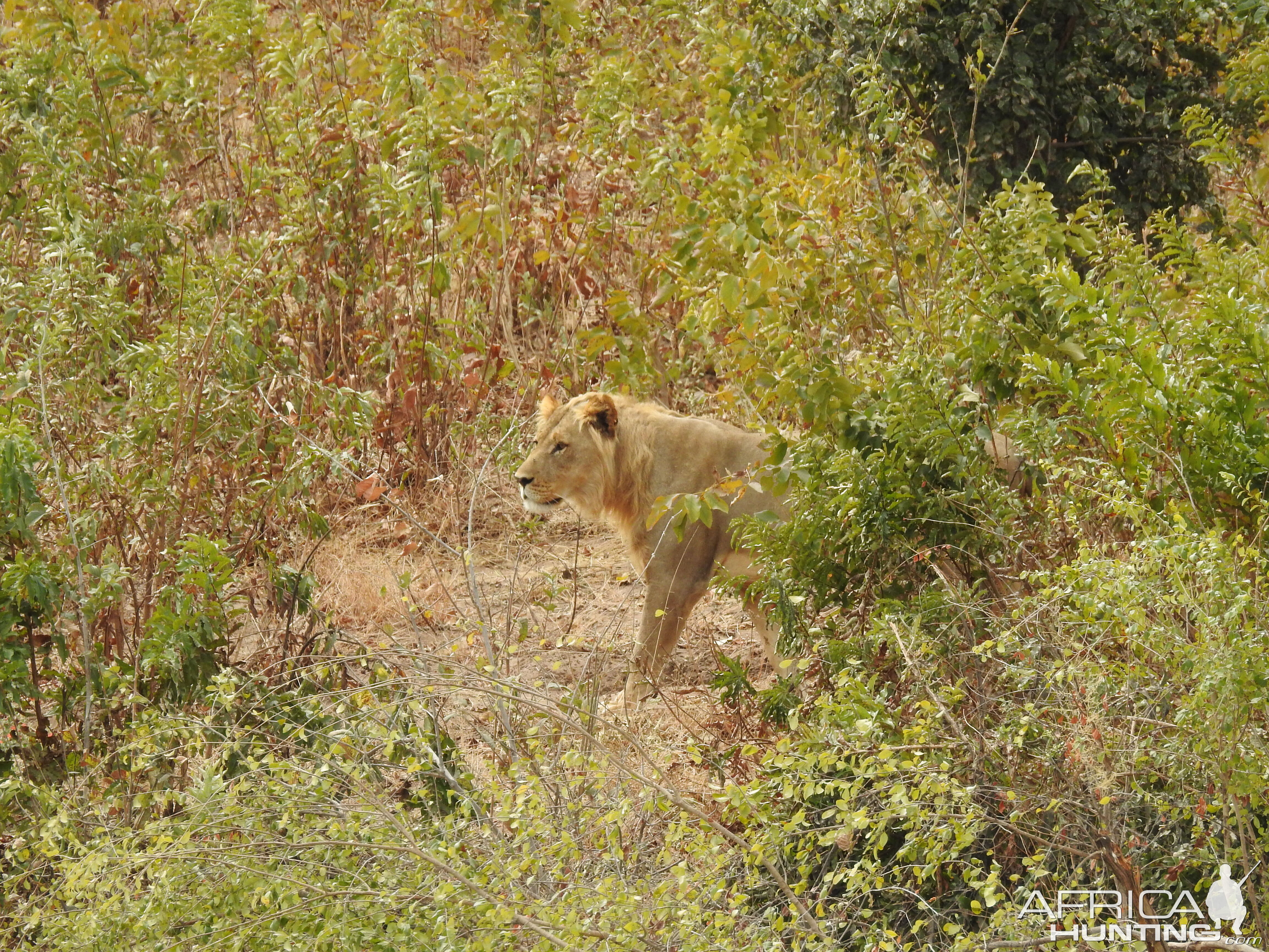 Lion Chobe National Park Botswana