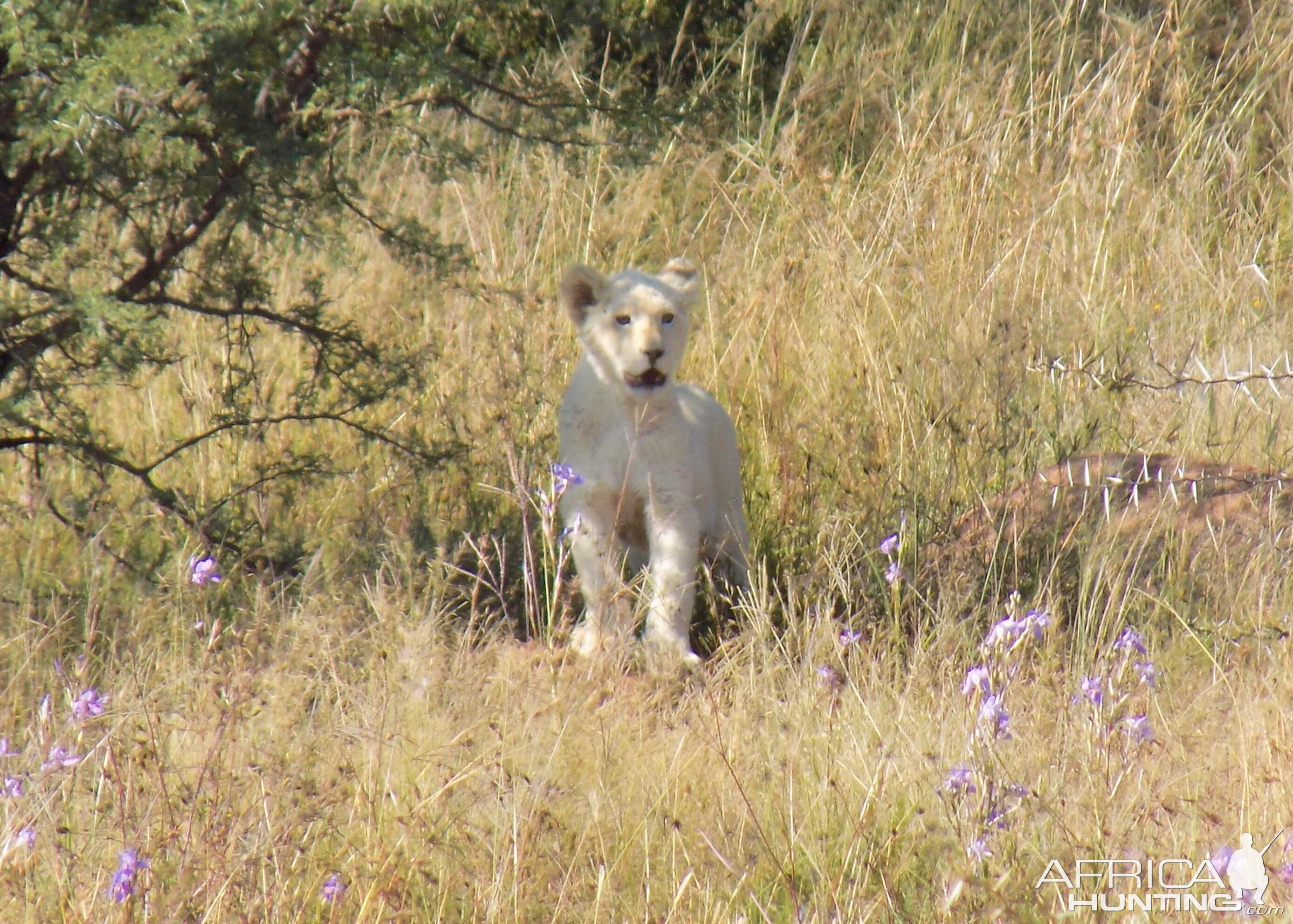 Lion Cub in South Africa