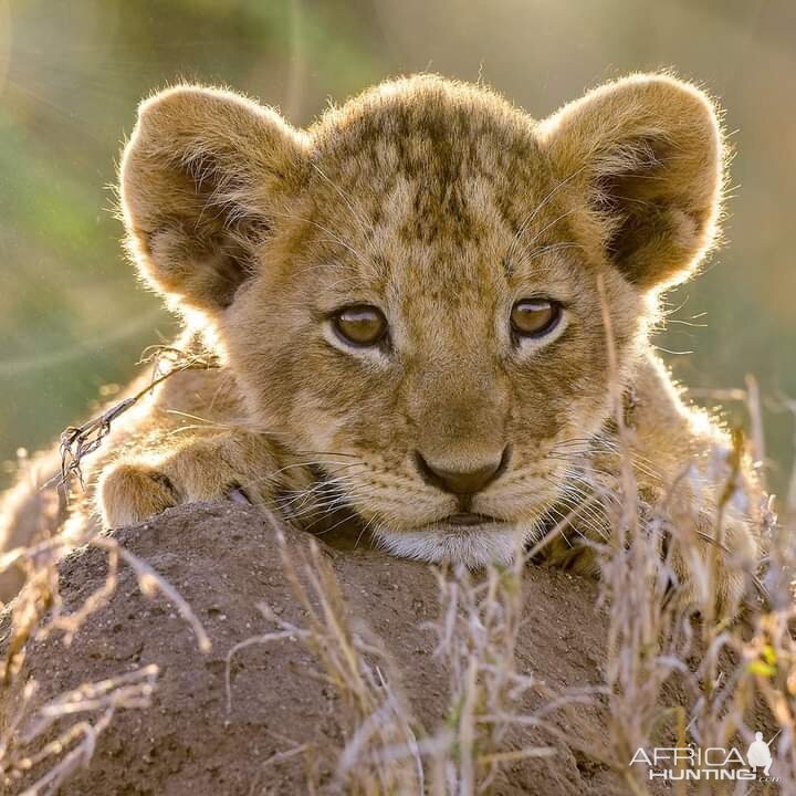 Lion cub