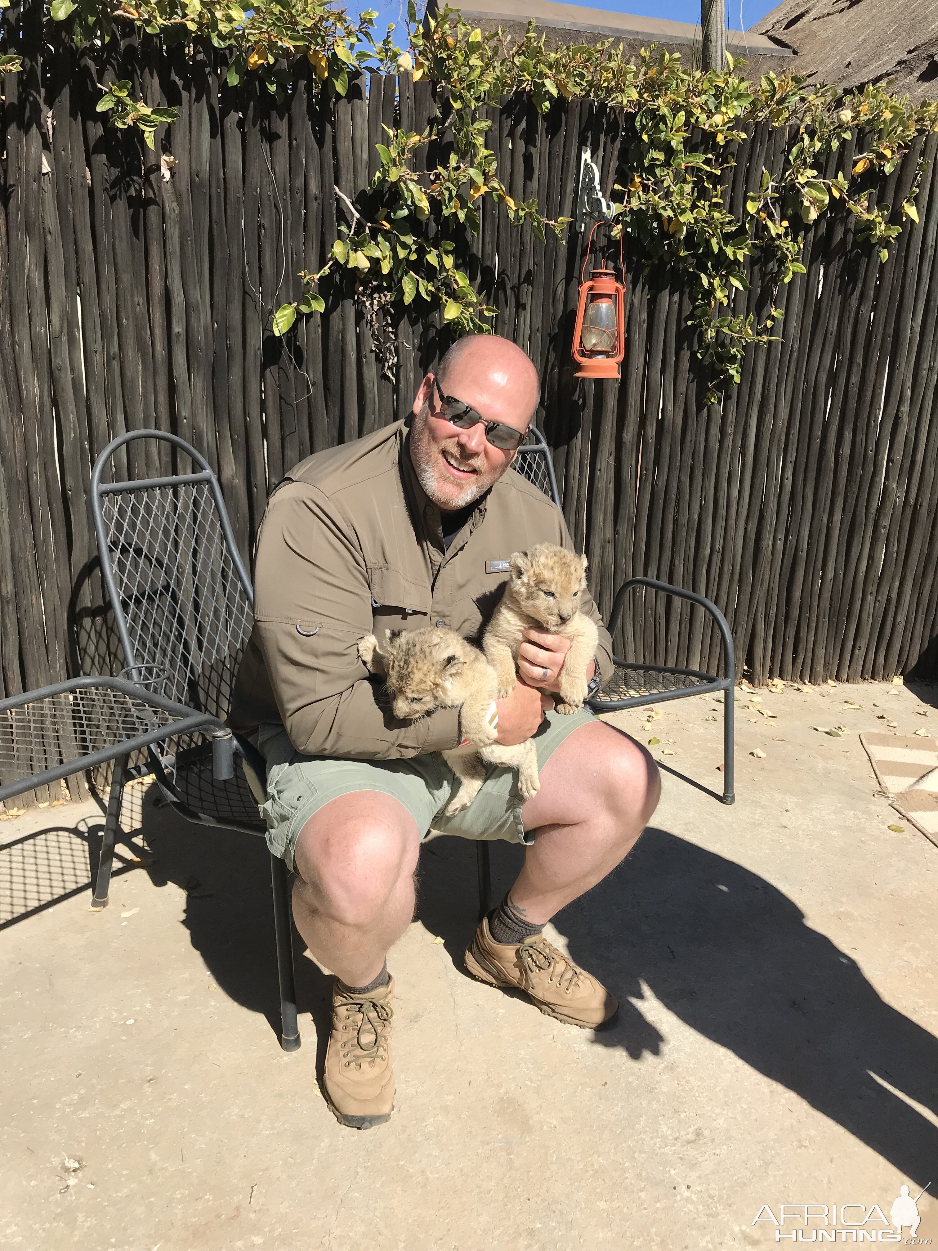 Lion Cubs South Africa