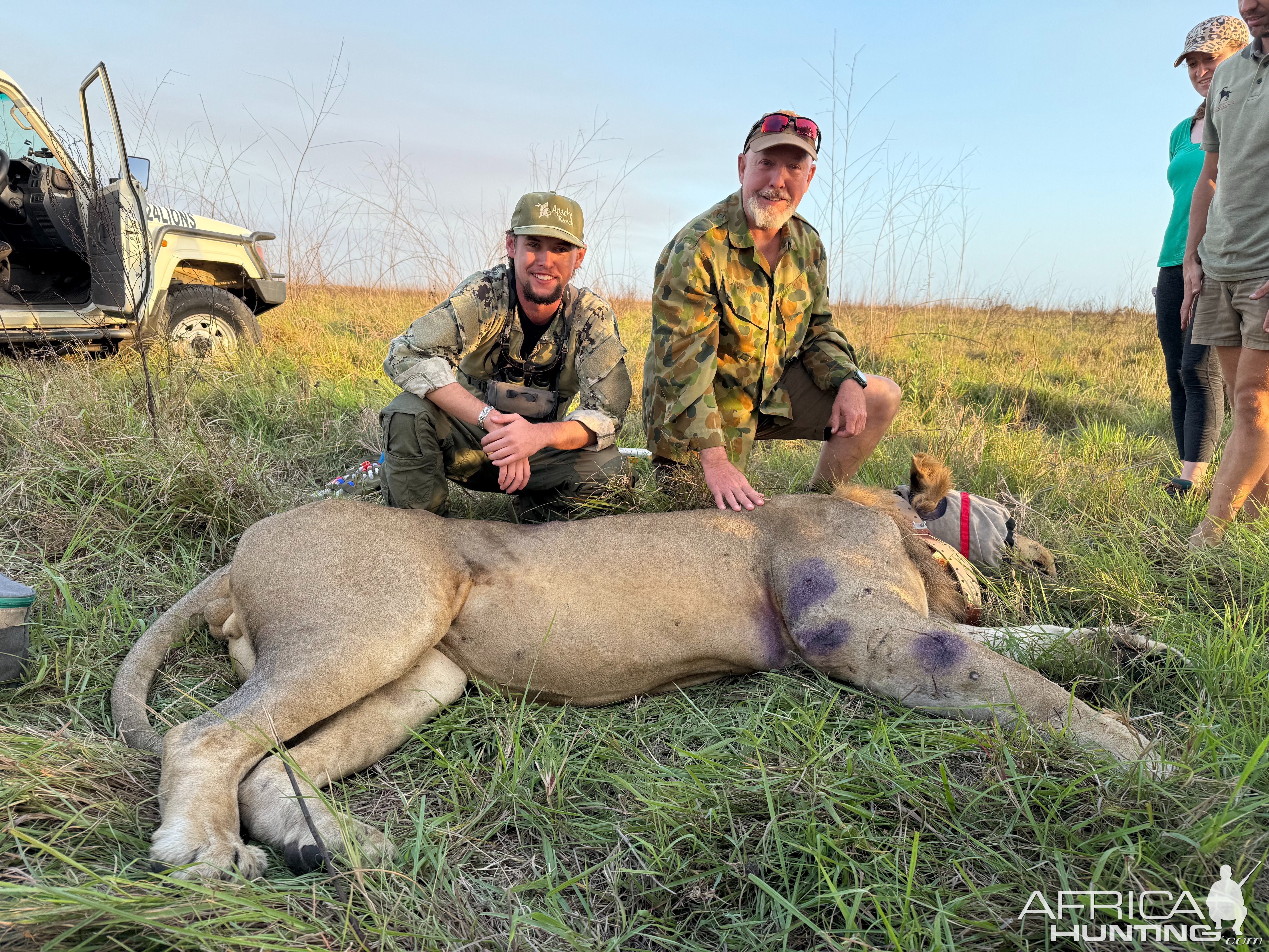 Lion Dart Hunt Mozambique