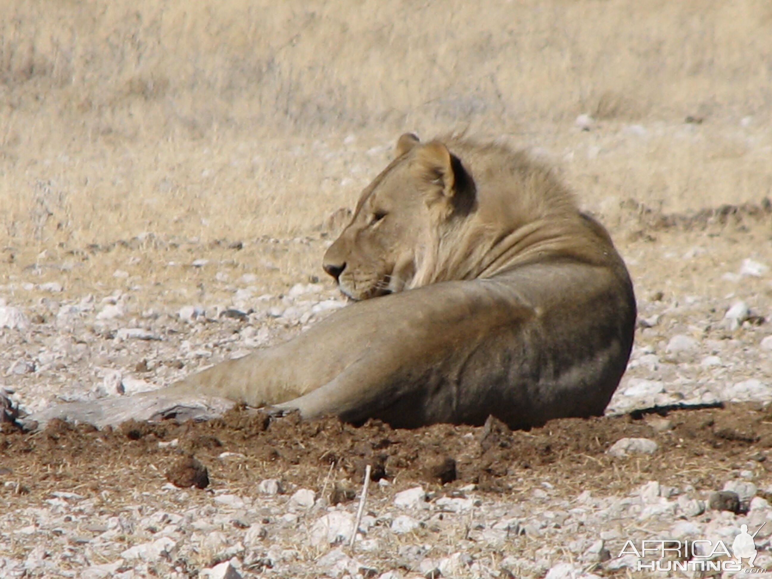 Lion Etosha Namibia