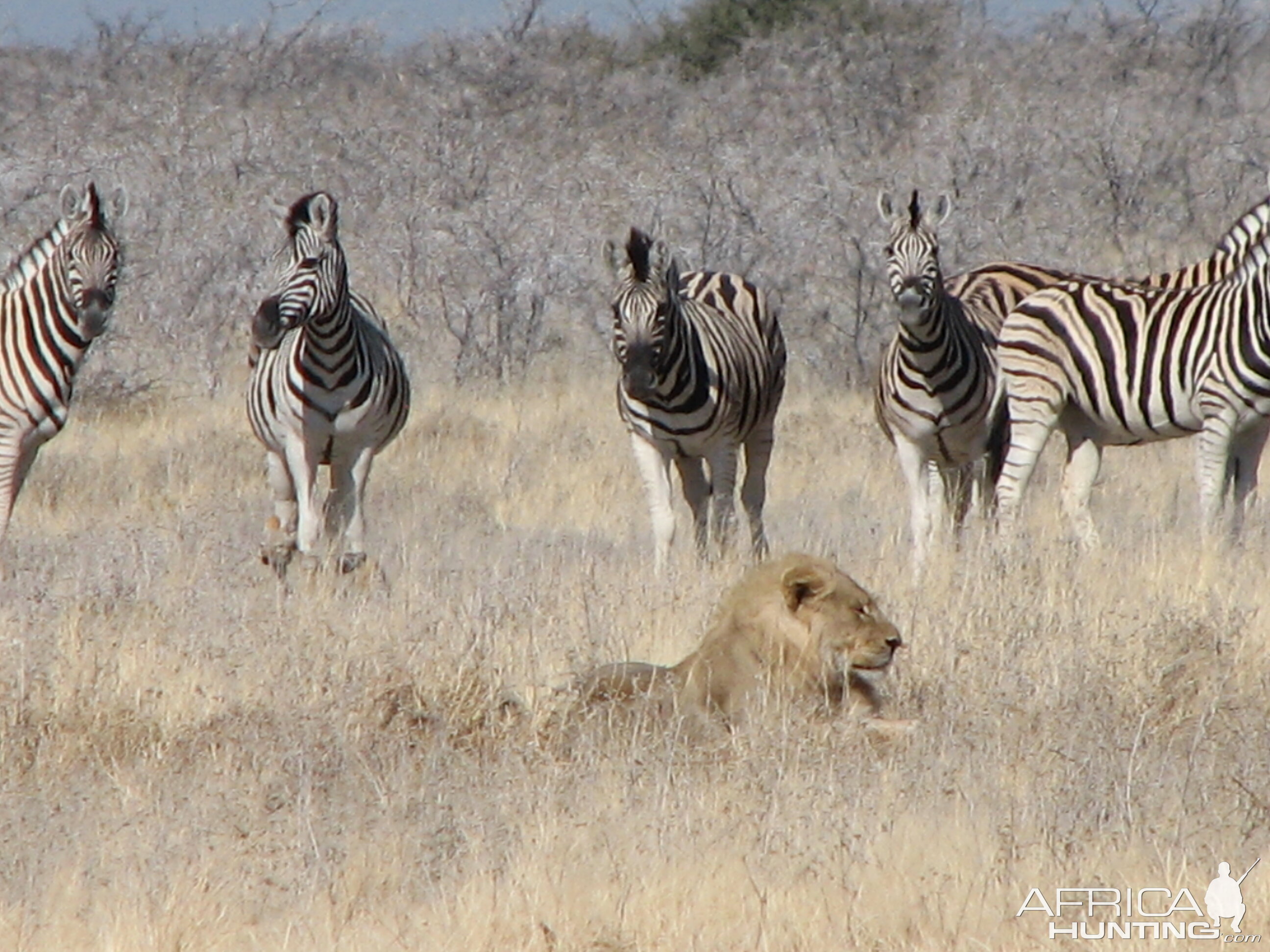 Lion Etosha Namibia