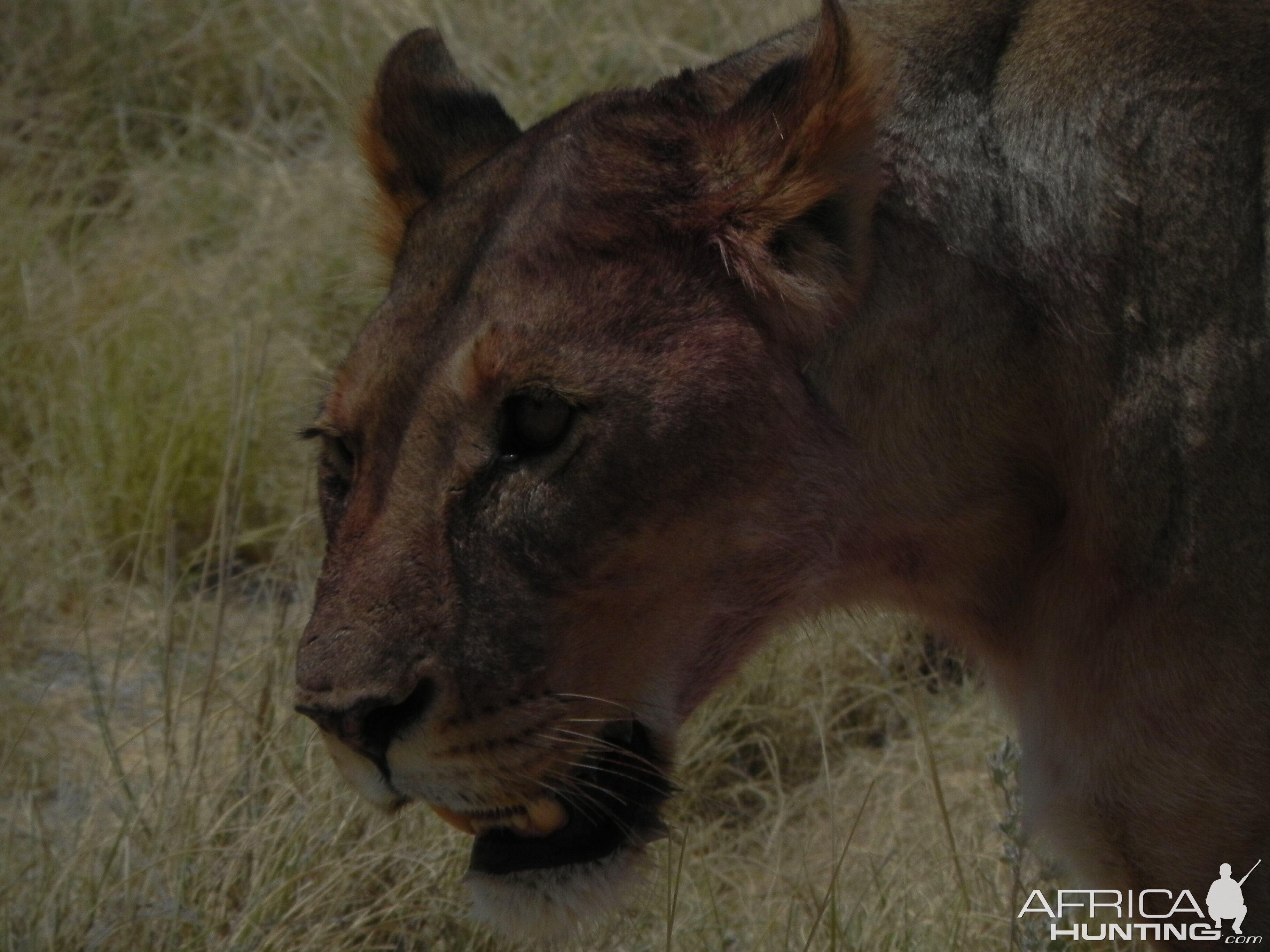 Lion Etosha Namibia