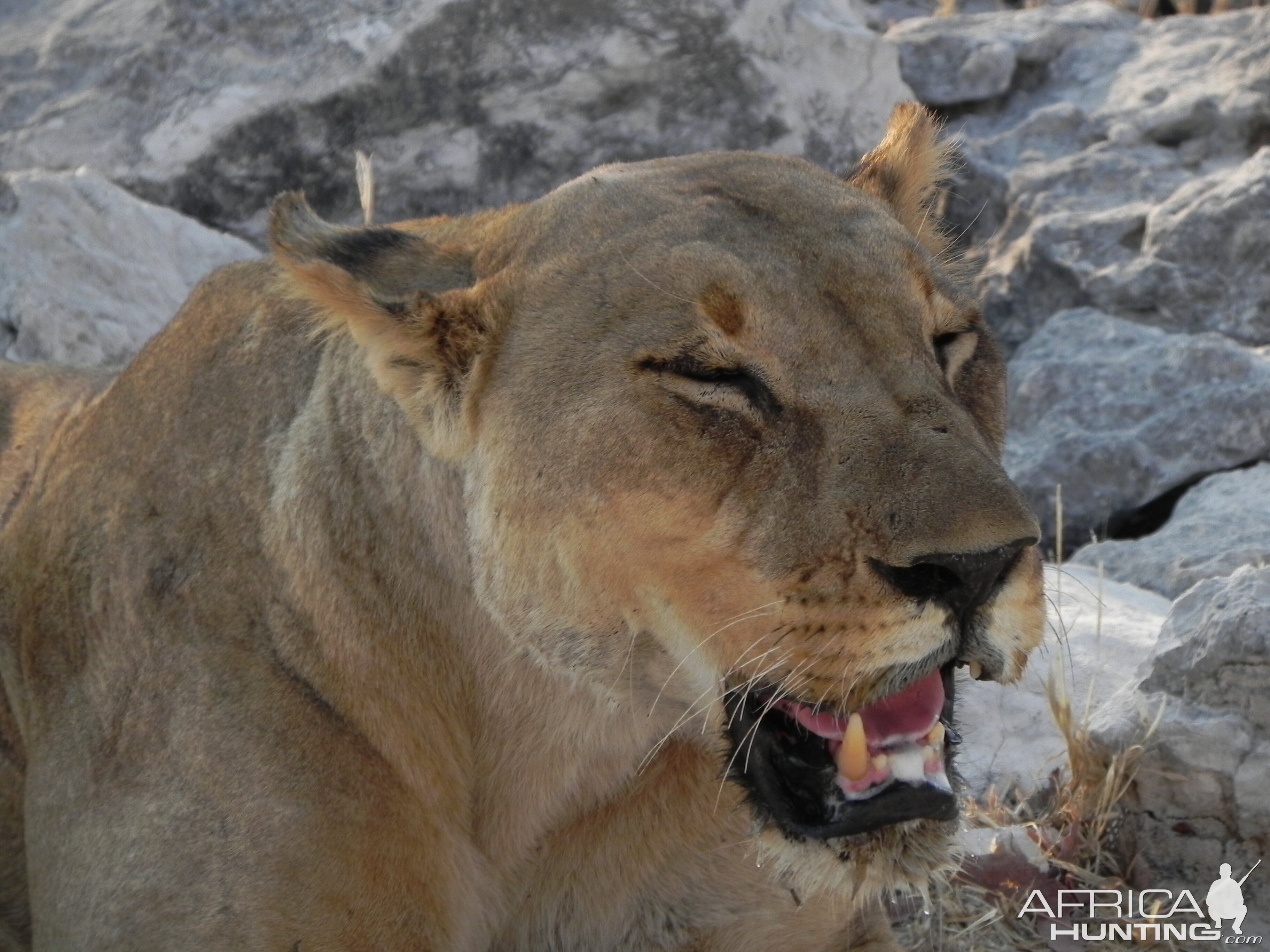 Lion Etosha Namibia