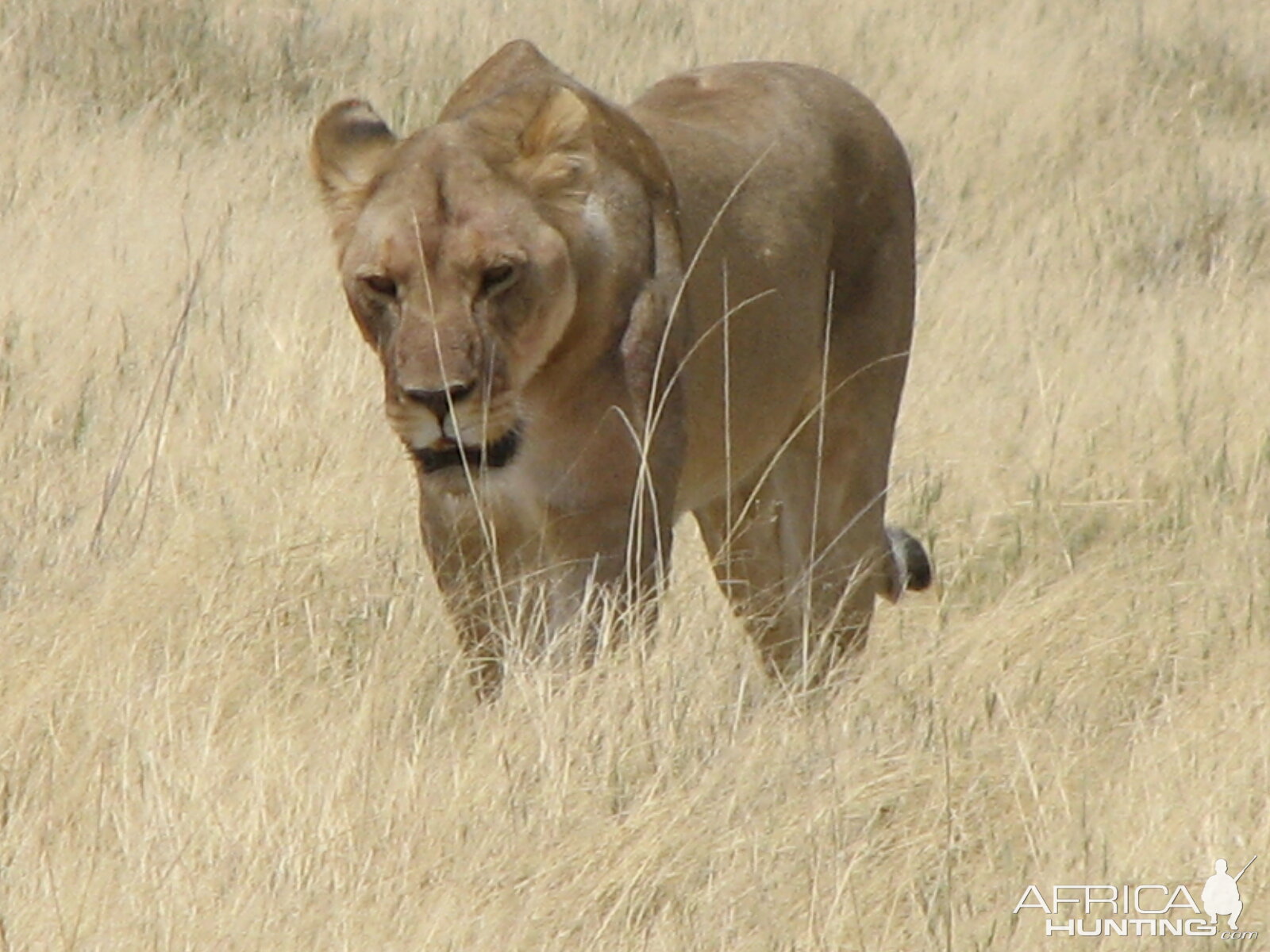 Lion Etosha Namibia