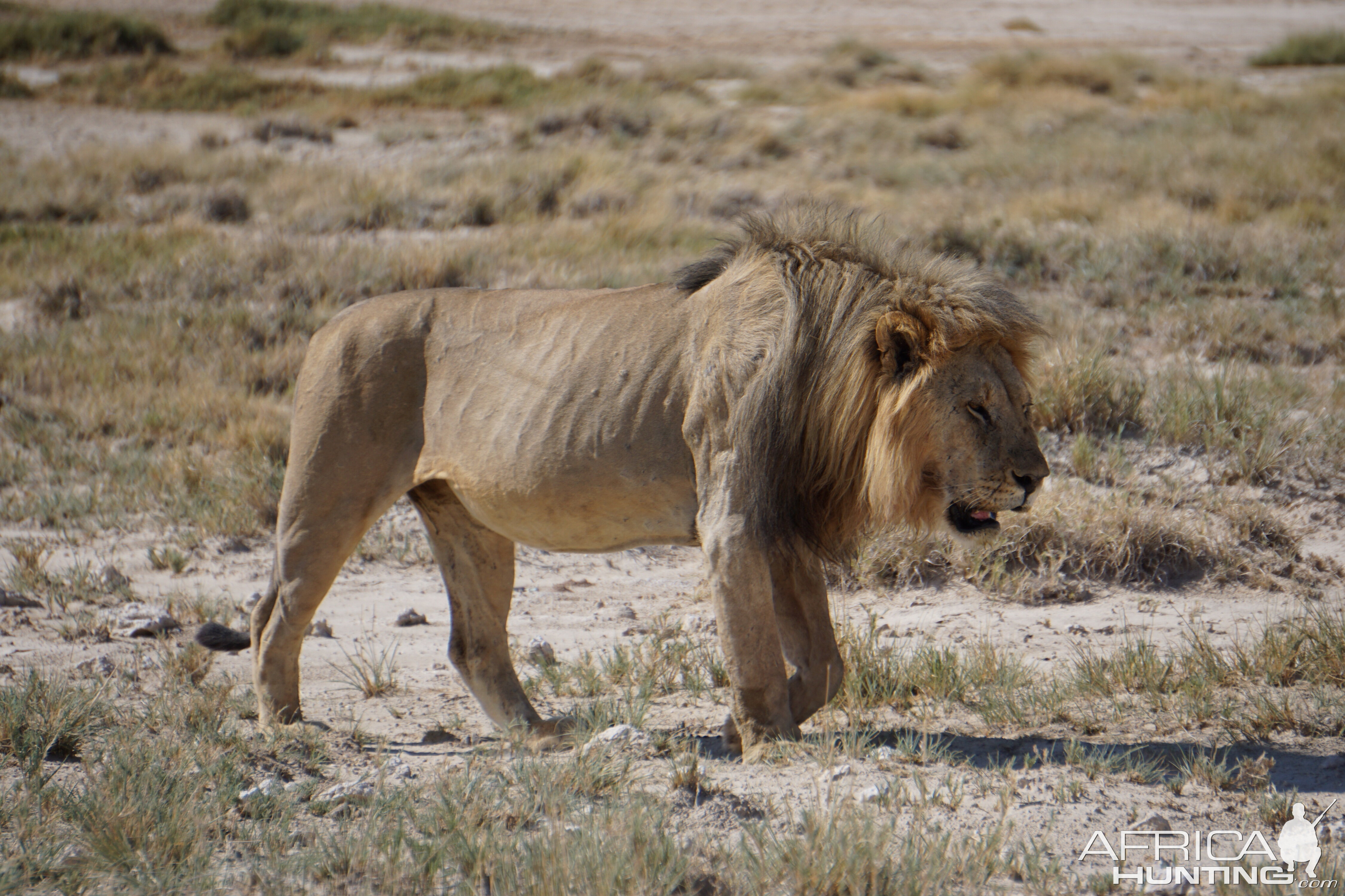 Lion Etosha National Park Namibia