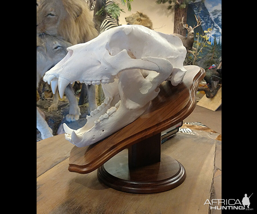 Lion European Skull Mount