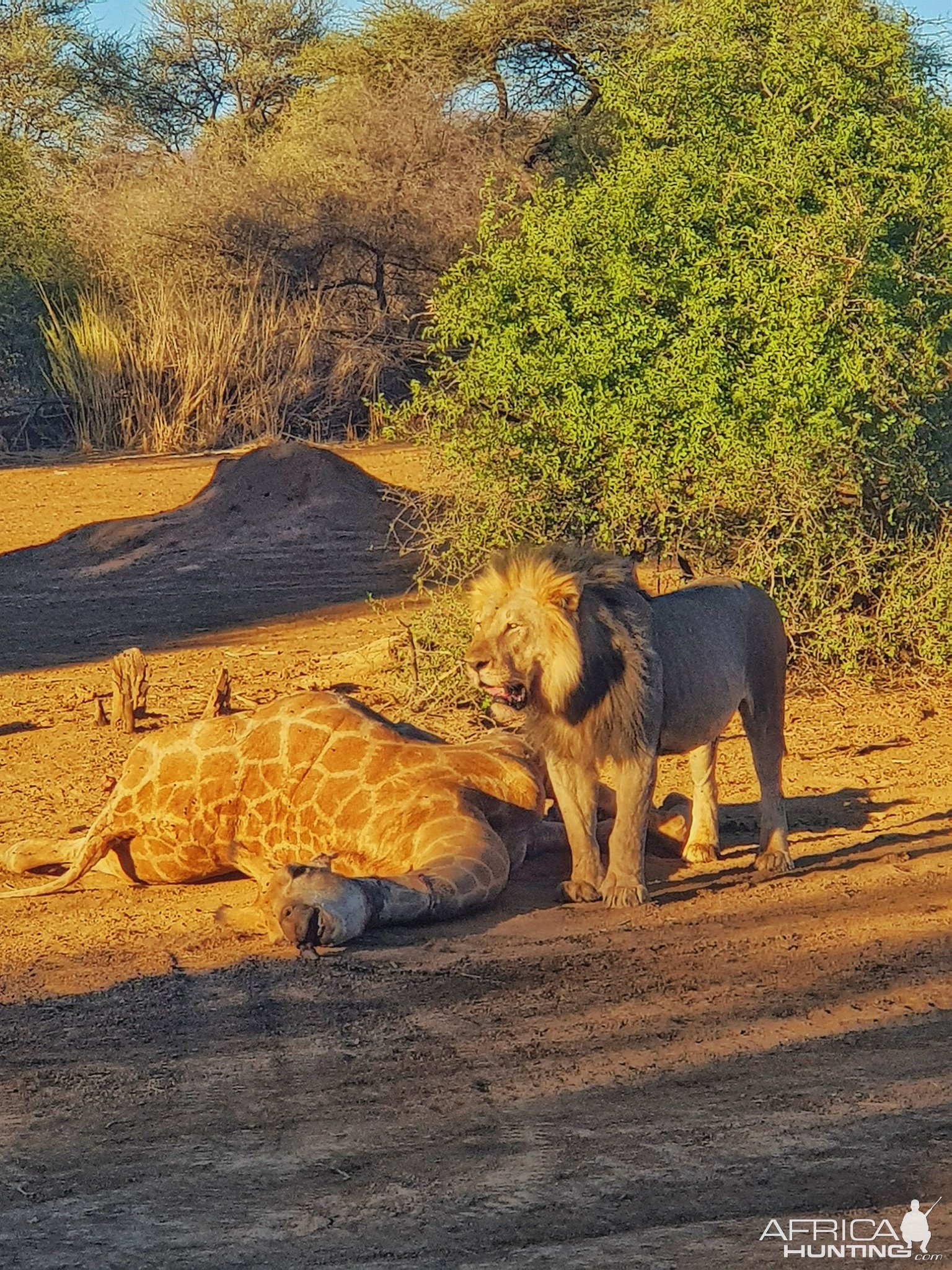 Lion Feeding Khaudum National Park Namibia