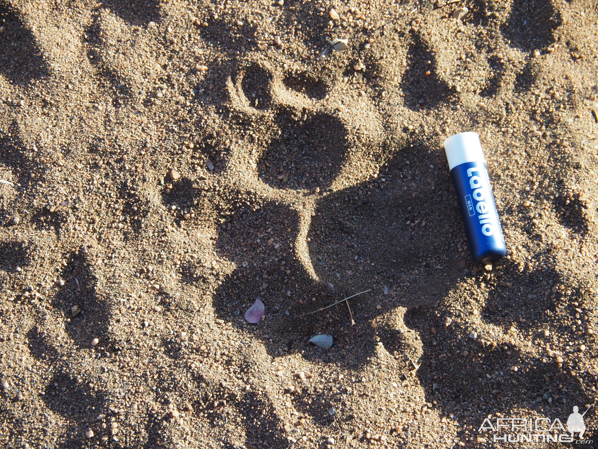 Lion Footprint Limpopo South Africa