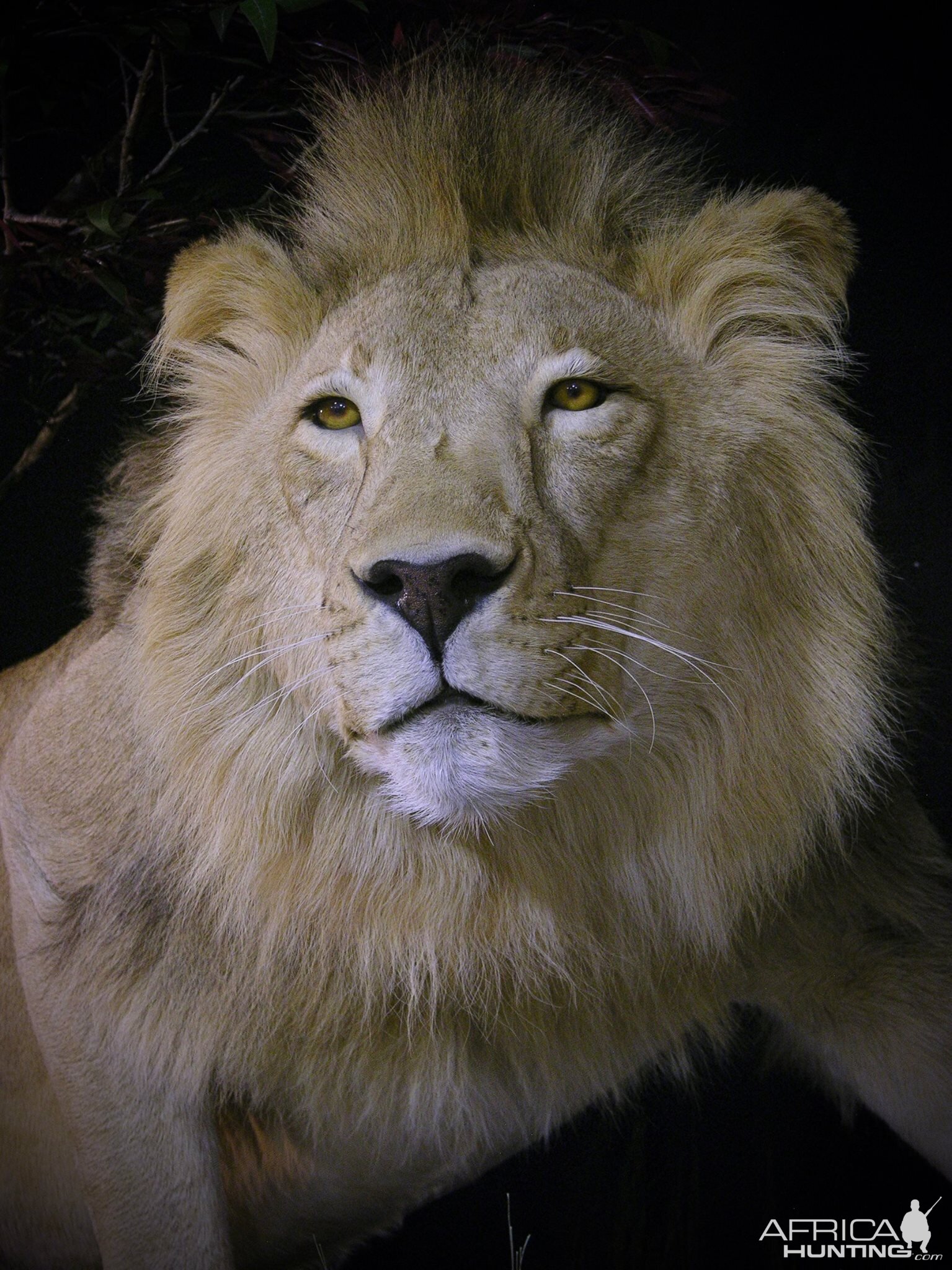 Lion Full Mount Pedestal Taxidermy Close Up