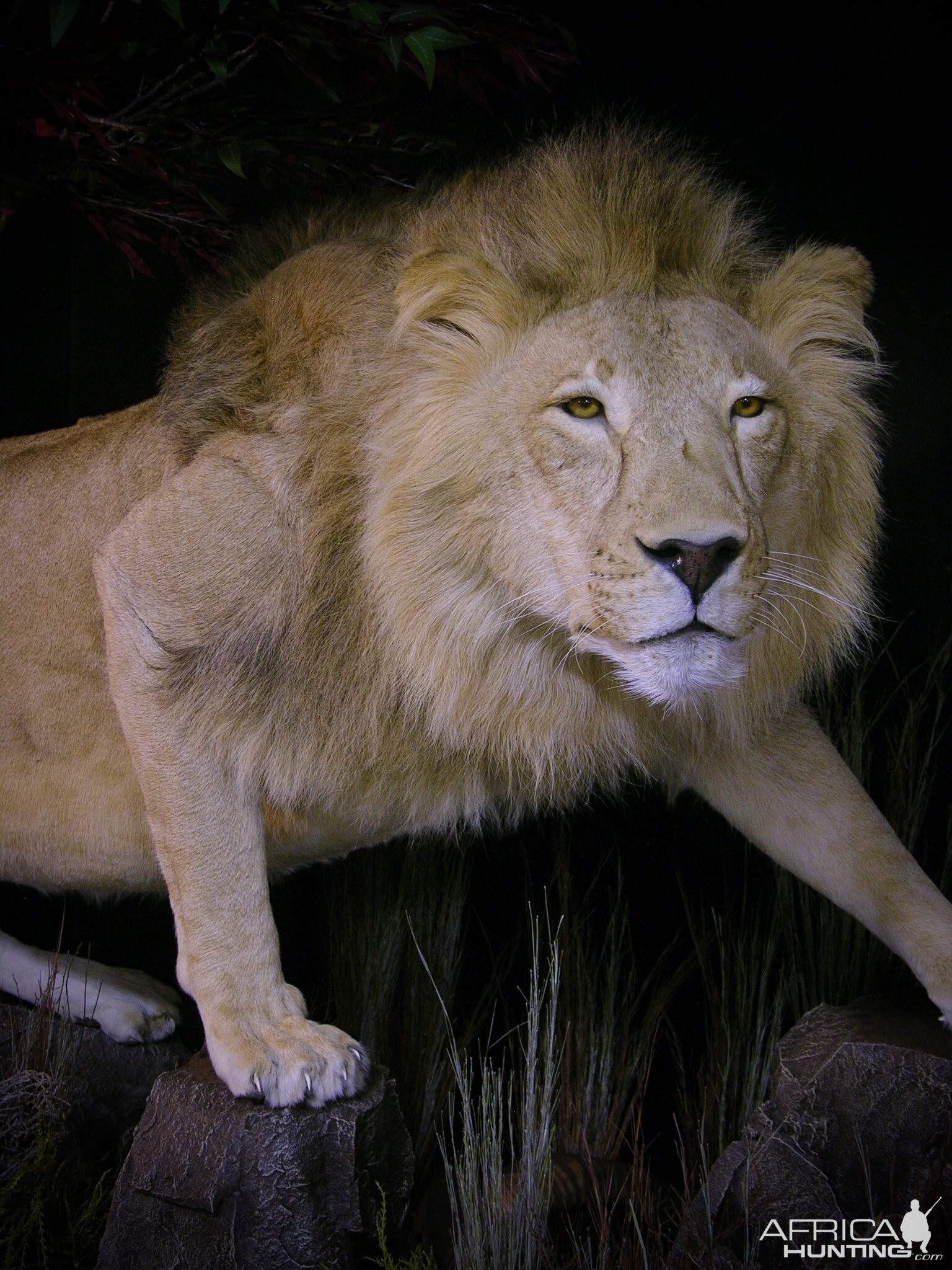 Lion Full Mount Pedestal Taxidermy Close Up