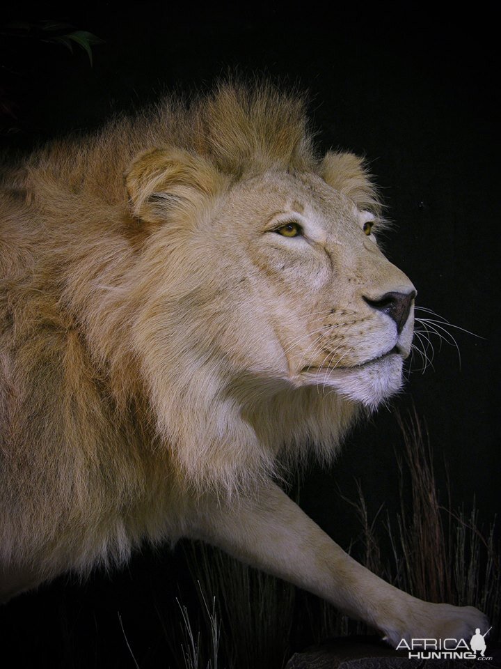 Lion Full Mount Pedestal Taxidermy Close Up