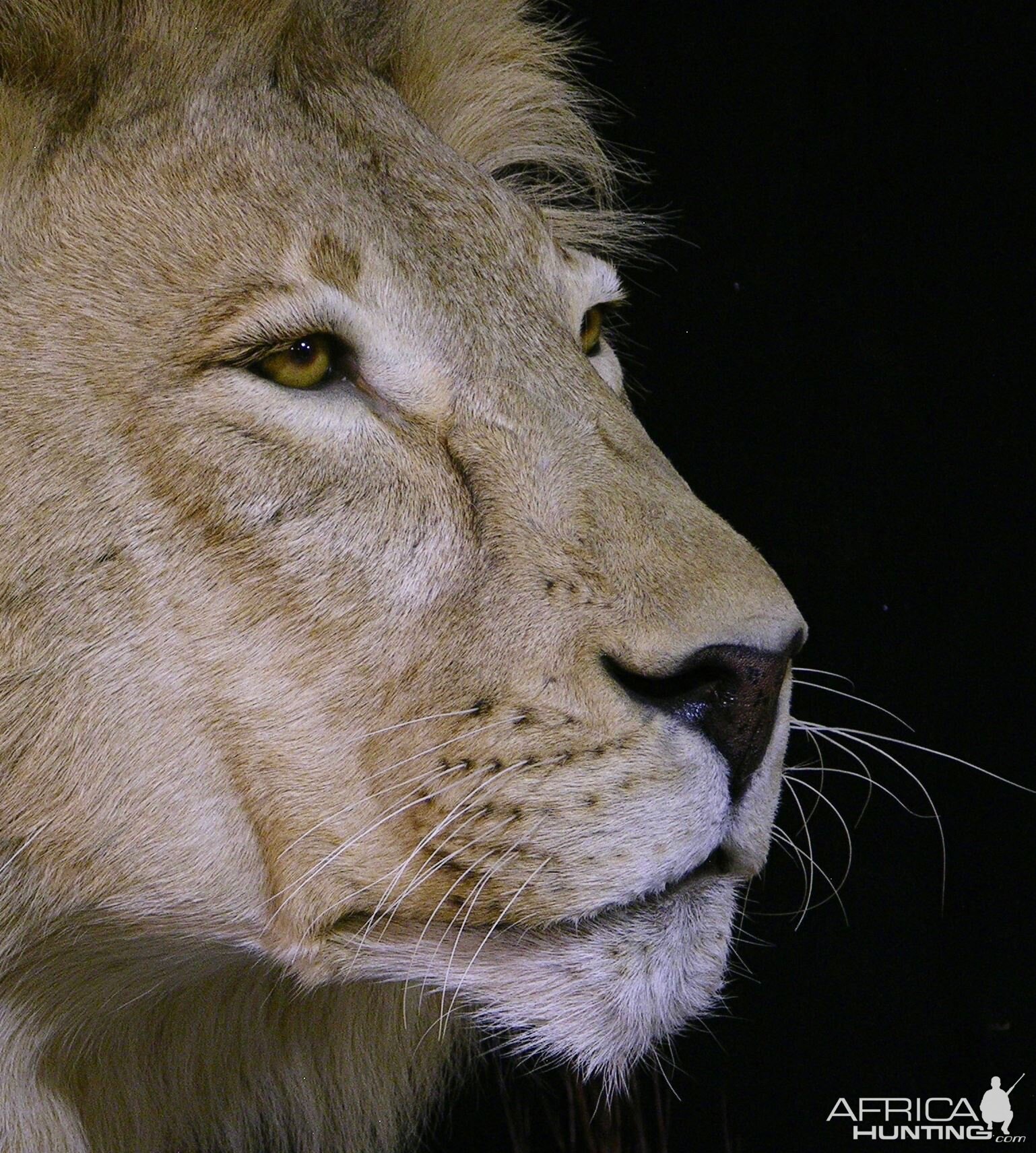 Lion Full Mount Pedestal Taxidermy Close Up